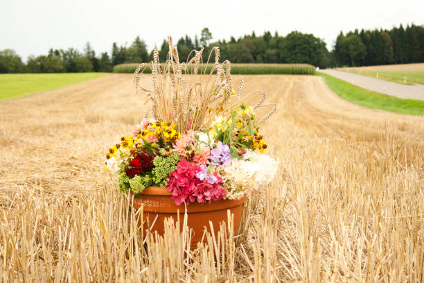 Harvest festival - Pot with fresh flowers in field. German tradition after harvest stock photo