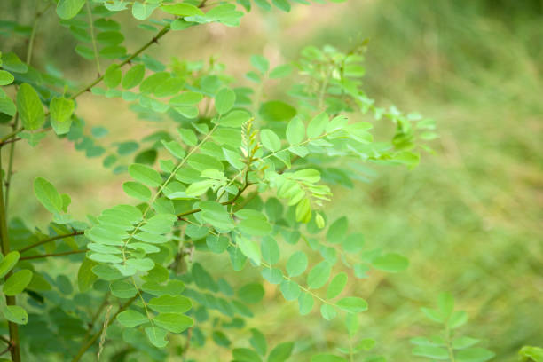 istock black locust - false acacia, Robinia pseudoacacia tree 1195498841