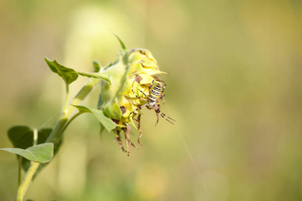 wasp spider Argiope bruennichi with prey