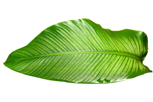 Close up Calathea Ornata leaf isolated on white background with clipping path. Tropical design concept.