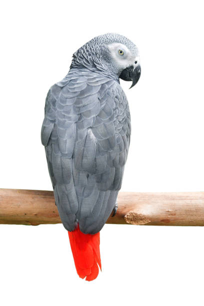 アフリカグレーのオウムの鳥 - african grey parrot ストックフォトと画像