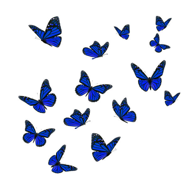 istock Beautiful blue monarch butterfly 1195499715