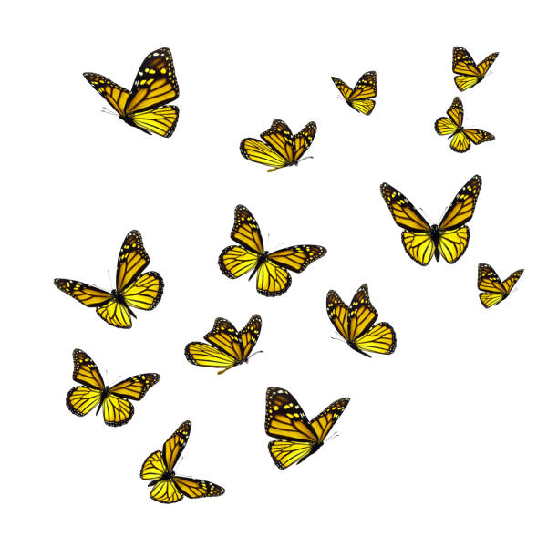Beautiful yellow monarch butterfly