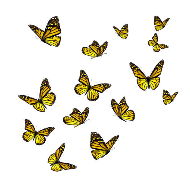 Beautiful Yellow Monarch Butterfly Stock Photo - Download Image Now -  Butterfly - Insect, White Background, Yellow - iStock