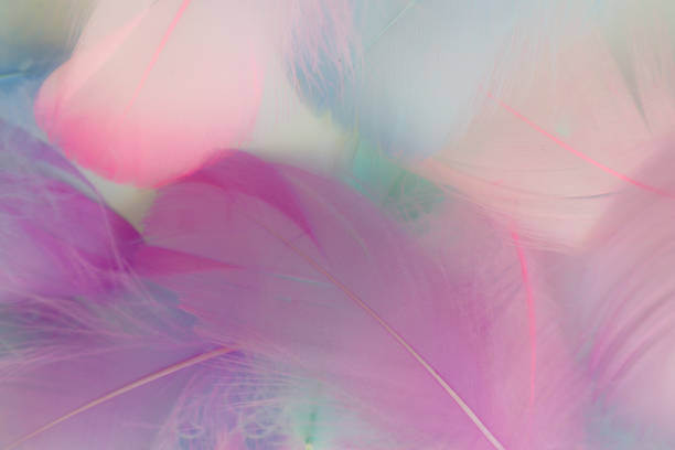 istock Beautiful abstract purple and blue feathers on white background and soft white pink feather texture on colorful pattern, colorful background 1195499768