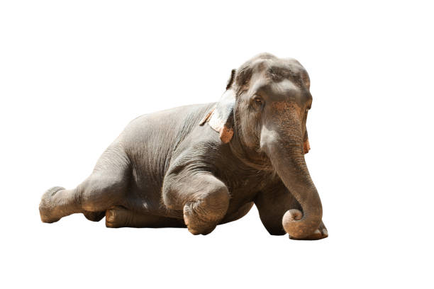 istock The Asian elephant sit on the ground with background 1195499836