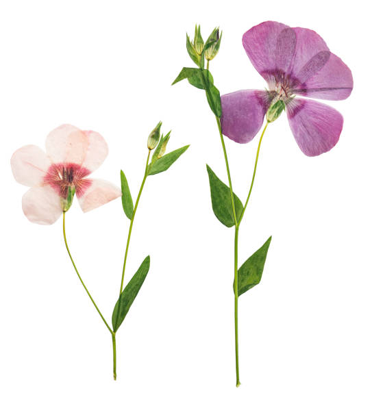 istock Pressed and dried delicate flower flax, isolated on white background. For use in scrapbooking, pressed floristry or herbarium. 1195501440