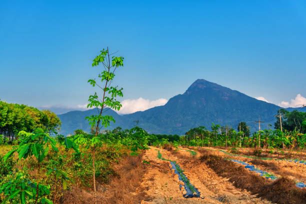 istock Para rubber tree, latex rubber plantation and tree rubber 1195502115