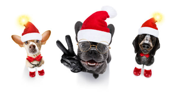 group  team row of dogs on christmas holidays - podenco imagens e fotografias de stock