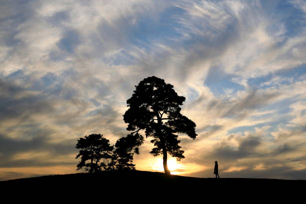 pine and beautiful scenery at dusk
