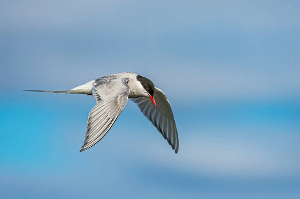 북극 의 tern - 스테나 파라디세아 - tern bird arctic tern nature 뉴스 사진 이미지