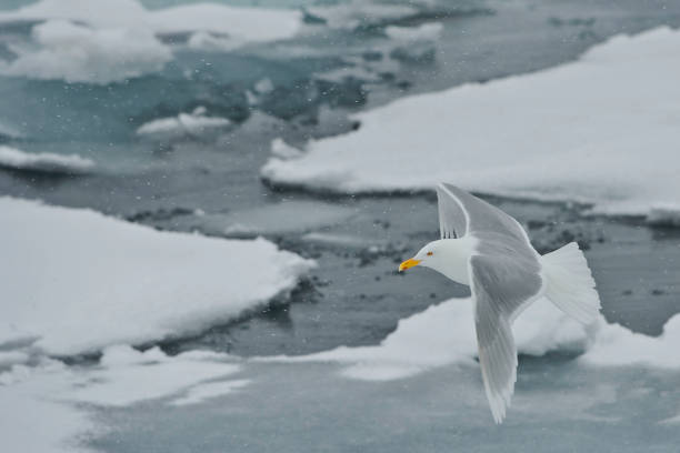 istock Glaucous Gull - Larus hyperboreus flying over ice and snow 1195505065