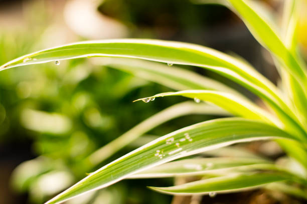 Drops of dew on a leaf of Spider Plant or Cholorophytum comosum believed that is Sacred plant,