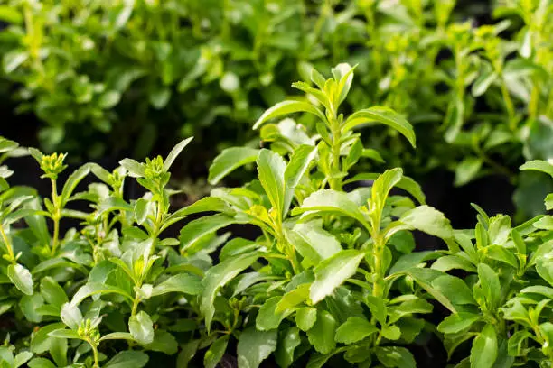 Stevia tree plant in the herb garden on the morning sunshine