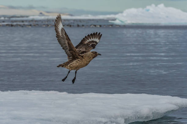 Great Skua - Stercorarius skua flying The great skua (Stercorarius skua) is a large seabird in the skua family Stercorariidae found in Svalbard and taking off flying from ice charadriiformes stock pictures, royalty-free photos & images