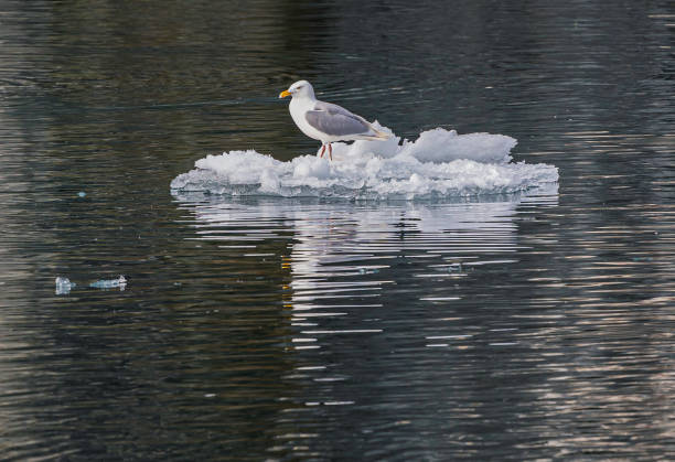 istock Glaucous Gull on a small piece of ice - Larus hyperboreus 1195507589