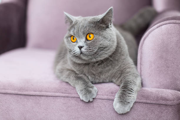 istock Adorable fluffy cat sitting on the couch and looking at us 1195508521