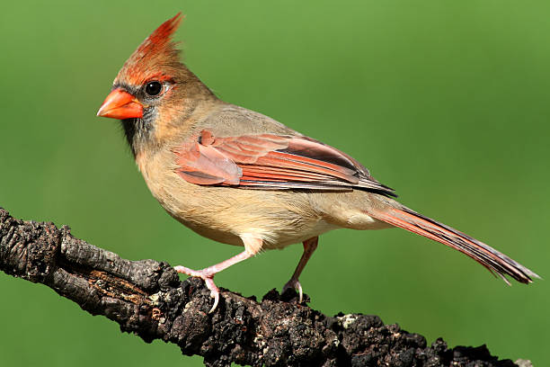 istock Female Cardinal On A Branch 119551030