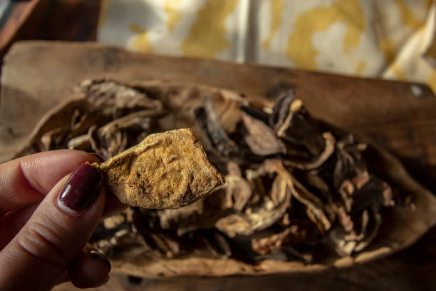 istock tasty fragrant dried mushrooms on a plate 1195511473