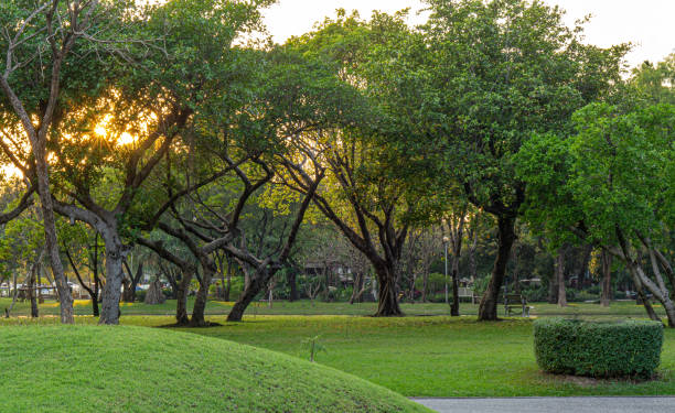 Public park in the morning stock photo