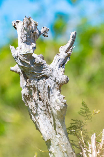 istock Unusual leafless tree trunk in the countryside 1195513233