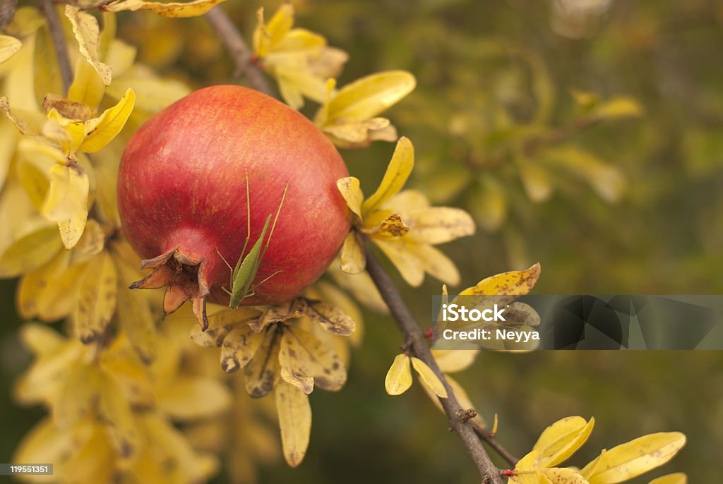 Frutta autunnale - Foto stock royalty-free di Albero