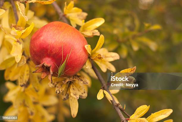 Frutta Autunnale - Fotografie stock e altre immagini di Albero - Albero, Albero da frutto, Albero tropicale