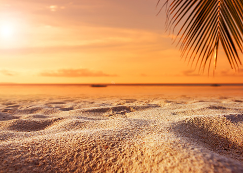 Tropical beach sand with palm leaves at sunrise