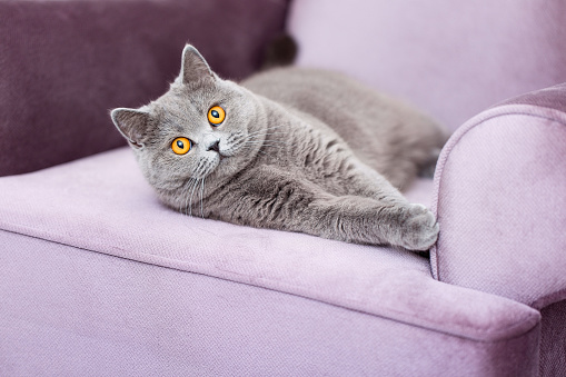Adorable Shorthair pussy cat lying on the couch