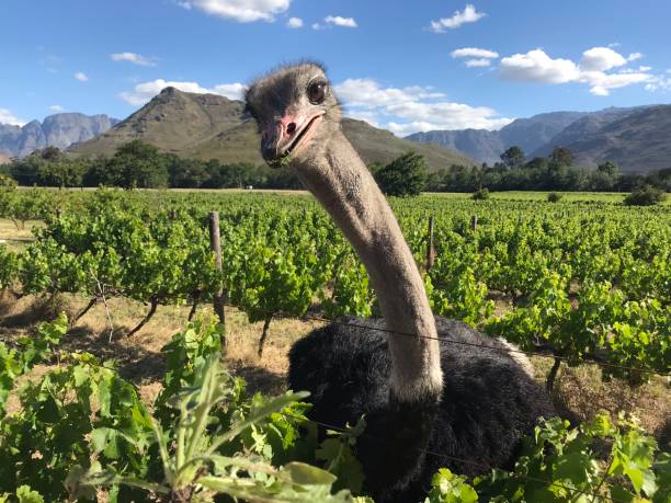 Ozzie The Vineyard Ostrich Eating Weeds Ozzie the Ostrich eating weeds at a vineyard in Stellenbosch ostrich farm stock pictures, royalty-free photos & images