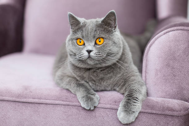 istock Adorable fluffy cat sitting on the couch and looking at us 1195517110