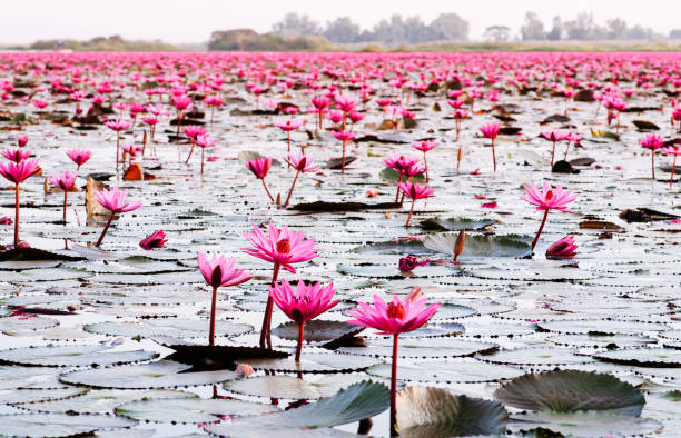 Pink lotus water lilies full bloom under morning light. Nong Harn lake, Udon Thani - Thailand Pink lotus water lilies full bloom under morning light - pure and beautiful red lotus lake or lotus sea in Nong Harn, Kumphawapi, Udonthani - Thailand udon thani stock pictures, royalty-free photos & images