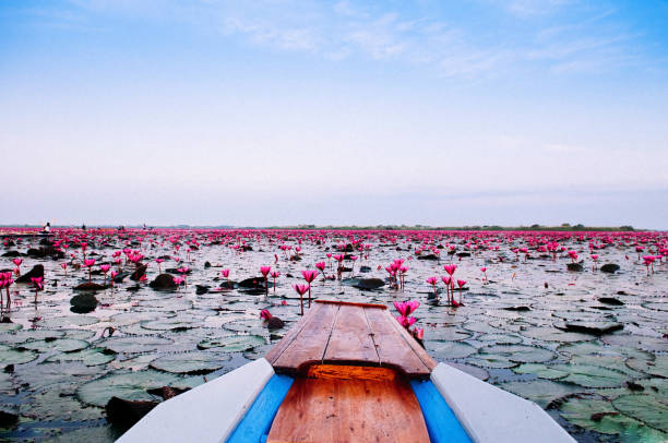 Thai long tail boat front bow in peaceful Nong Harn lotus lake, Udonthani - Thailand. Thai long tail boat bow travel in peaceful Nong Harn full bloom red lotus lake, Udonthani - Thailand. Wooden boat in red water lilies lotus sea. udon thani stock pictures, royalty-free photos & images