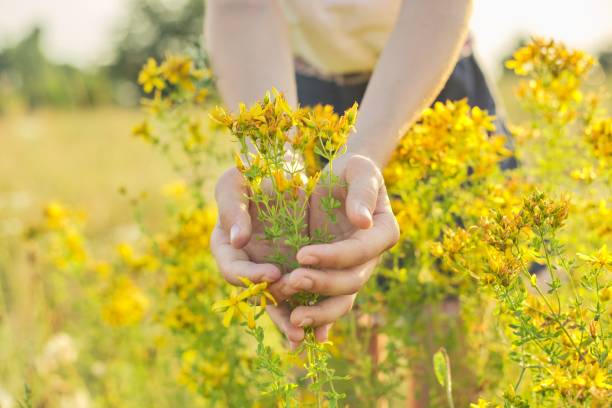 istock Yellow blooming St. John's wort hypericum in girls hand 1195523121
