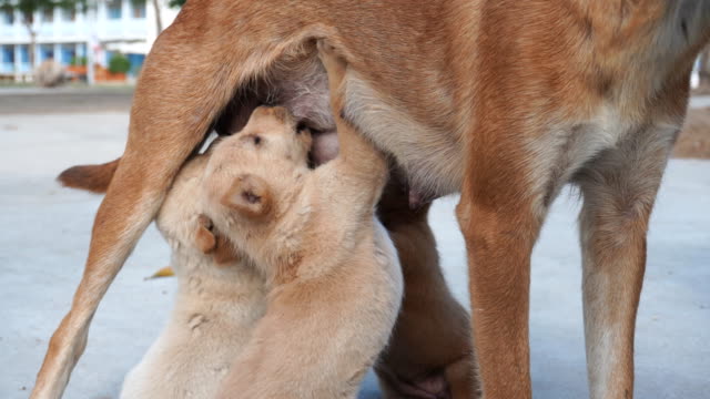 Breastfeeding Animals Stock Videos and Royalty-Free Footage - iStock