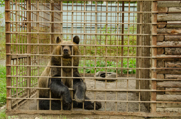 904 Zoo Cage Bars Stock Photos, Pictures & Royalty-Free Images - iStock 904 Zoo Cage Bars Stock Photos, Pictures & Royalty-Free Images - iStock