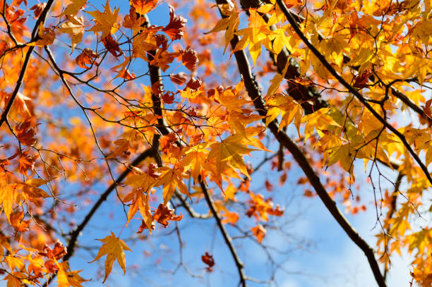 istock Japanese yellow maple leaves background 1195529184