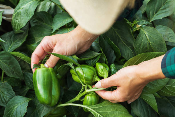 istock Farmer in the garden cares for peppers 1195529202