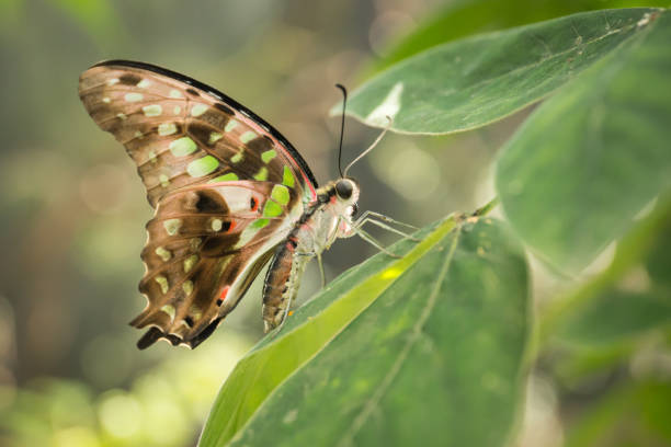 istock Tropical butterfly Tailed Green Jay Graphium agamemnon. 1195529236