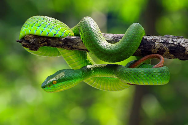 istock poisonous green snake 1195529261