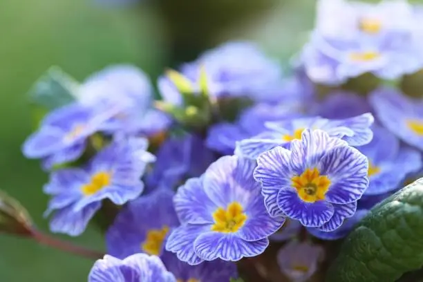 Spring flowers. Blue primrose on a green plant background.