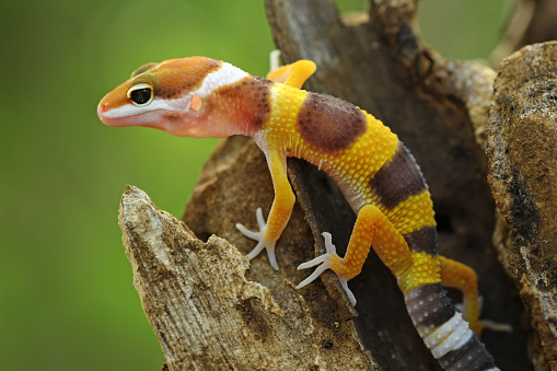 Gecko's eye - animal theme.