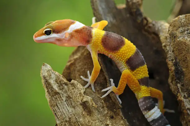 Photo of Orange gecko lizard