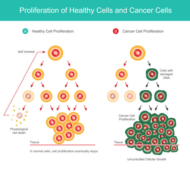 proliferation von gesunden zellen und krebszellen. vergleichsabbildung der normalen zellproliferation und krebszellproliferation im körper. - prison cell illustrations stock-grafiken, -clipart, -cartoons und -symbole
