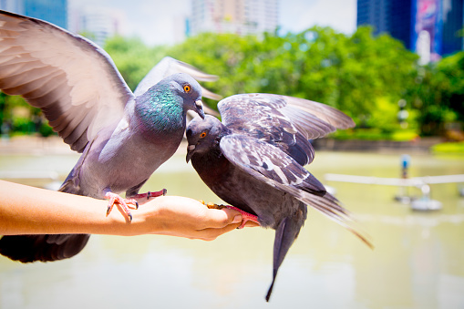 Woman park in Bangkok with pigeons