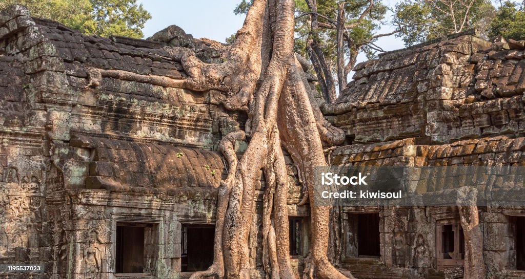Wat Tree Ancient Angkor Wat Tree Roots Stock Photo - Download Image Now ...