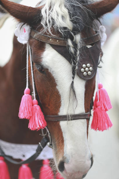 istock beautifully dressed up horse in the park 1195538093