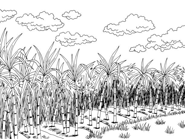 Sugar Cane Plantation Graphic Black White Landscape Sketch Illustration  Vector Stock Illustration - Download Image Now - iStock