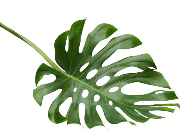 istock Monstera leaf isolated on white background, Swiss cheese plant design pattern 1195539300