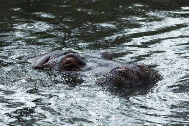 istock Hippo in lake in Kenya 1195539987